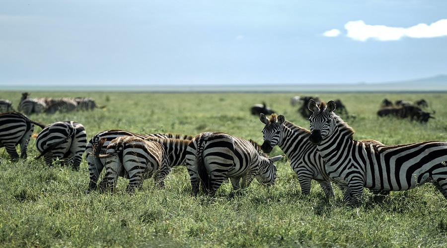 Mikumi Safari Planning Complete Guide