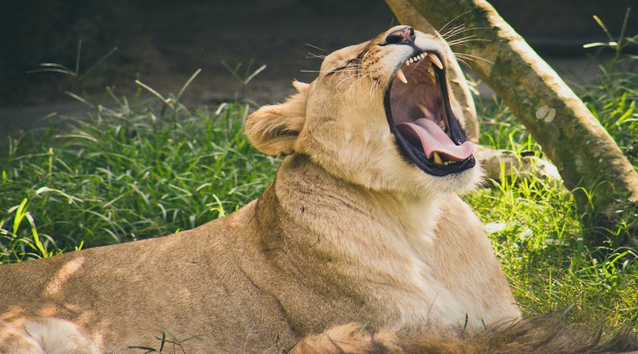 Mikumi lion captured roaring