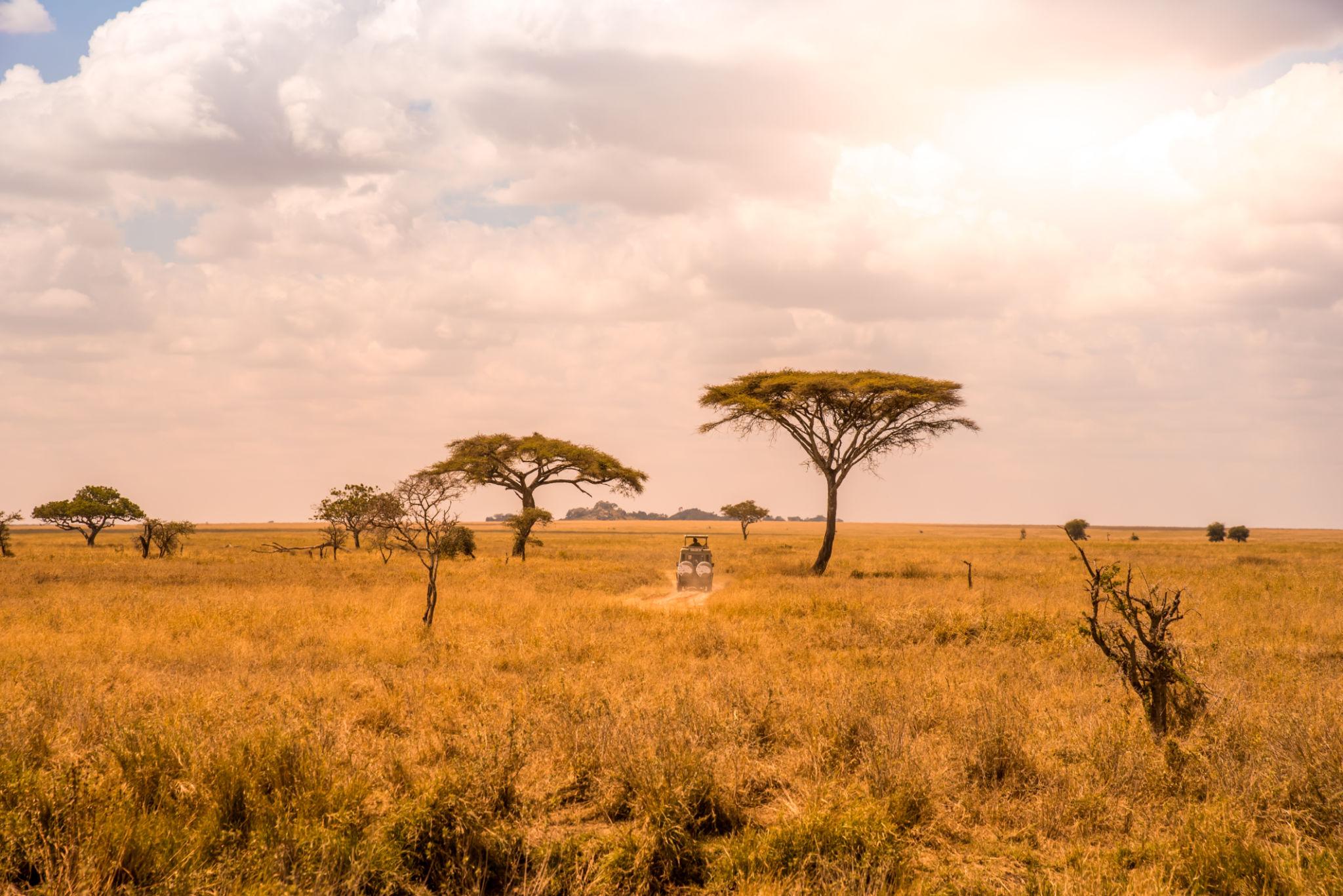 Mikumi Vs Serengeti National Park