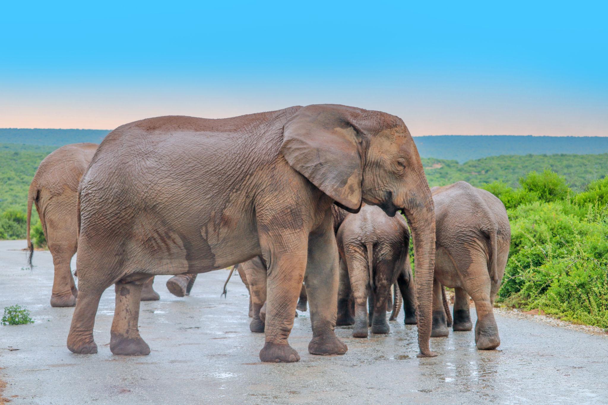 African elephants during AFCON 2027
