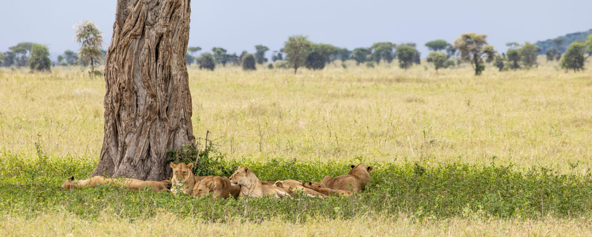 2 Day Mikumi Fly in Safari from Zanzibar during AFCON 2027 wildlife experience