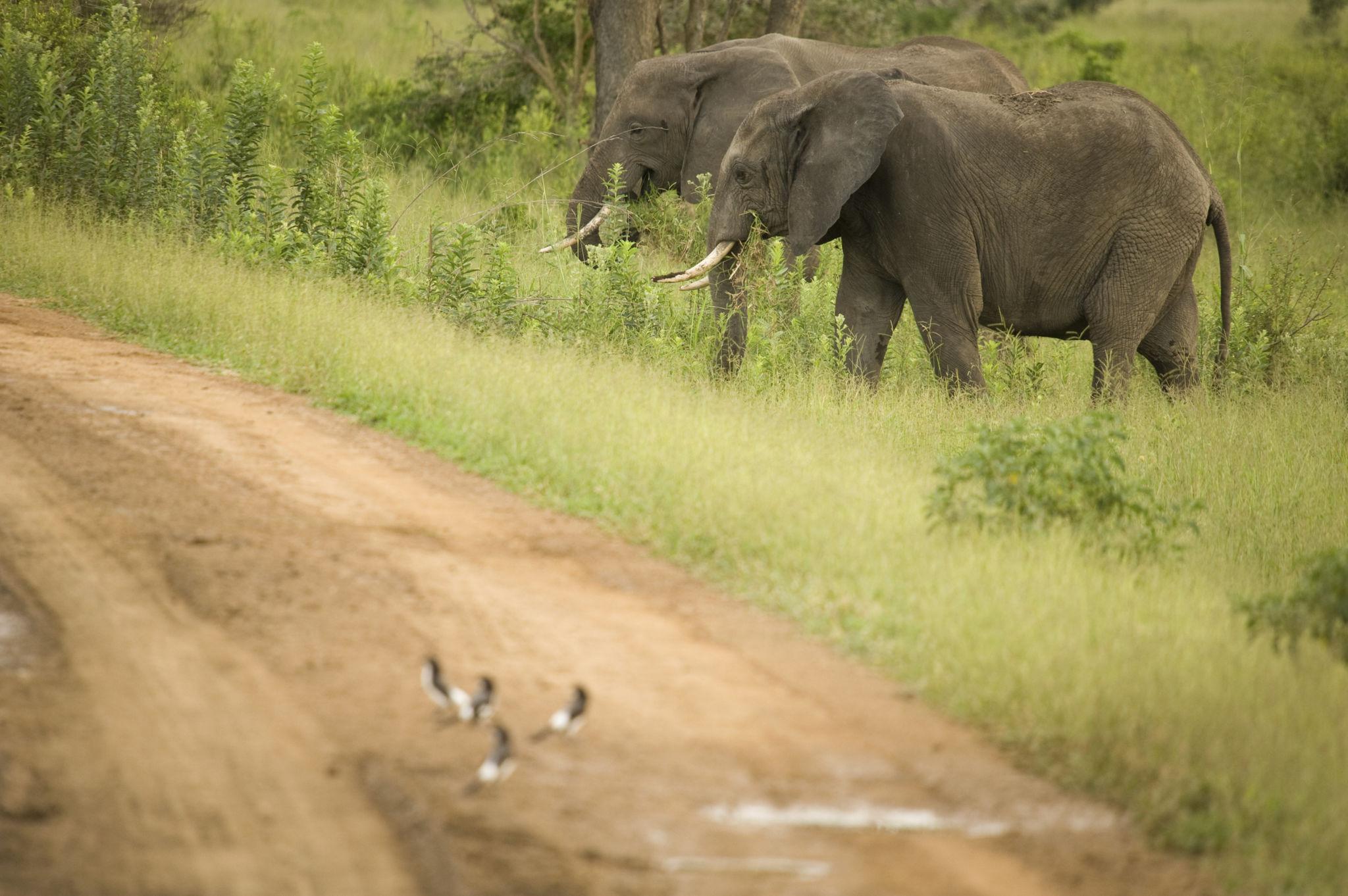 Tanzania safari experience for AFCON 2027 with wildlife