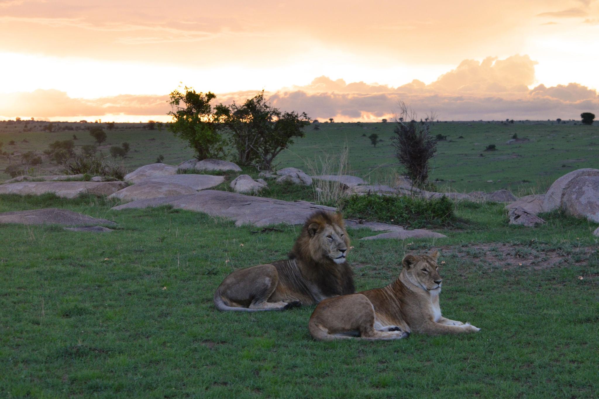 AFCON 2027 Tanzania safari experience combining football and wildlife