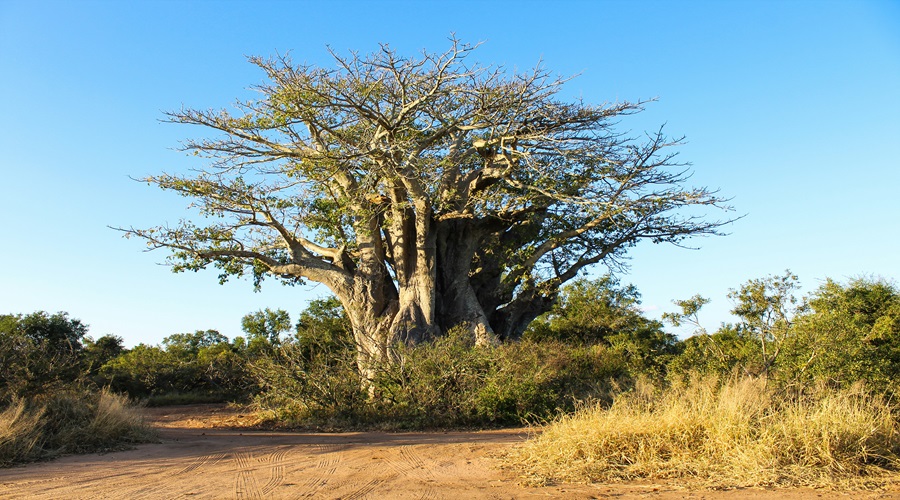 Big Baobab tree seen during Tanzania safari