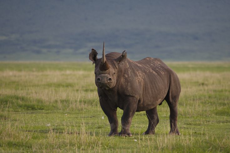 Black Rhino in Ngorongoro