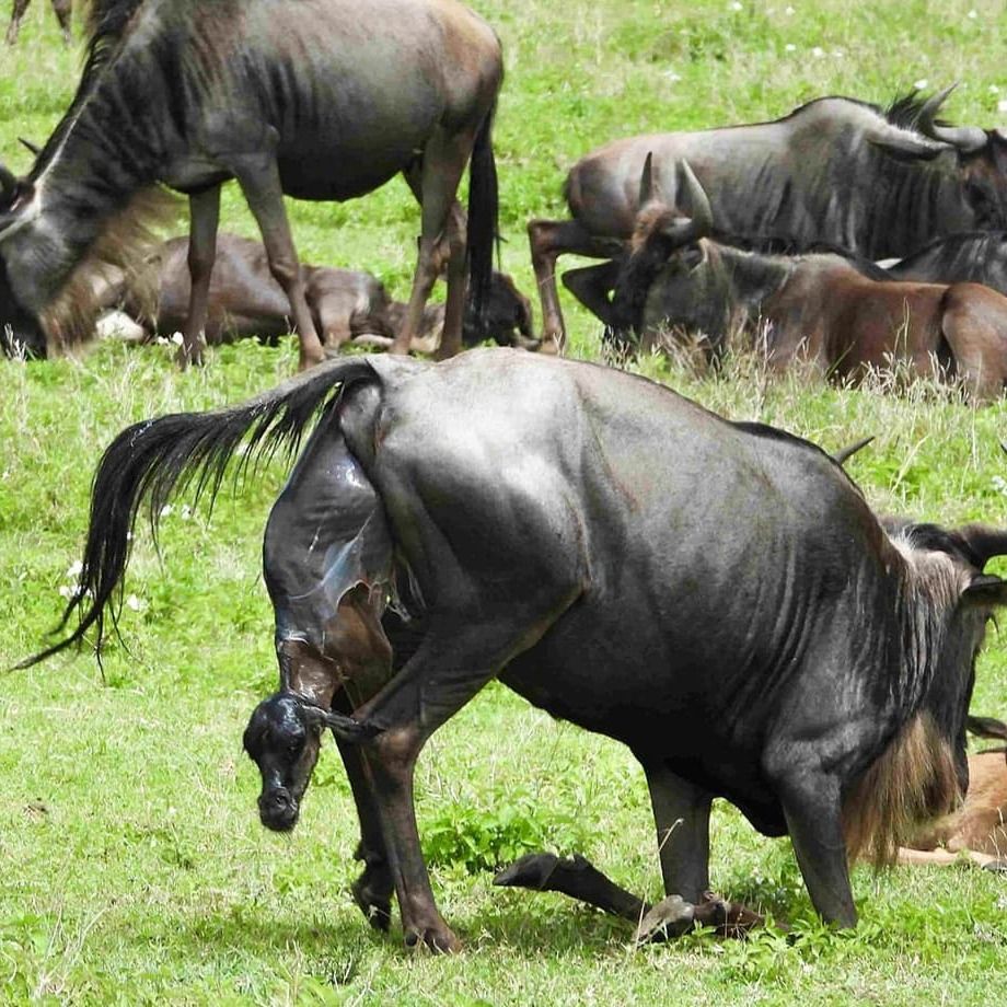 Wildebeests at calving season in Serengeti
