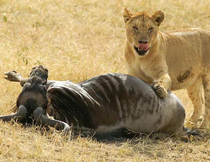 Serengeti Lion Feeding on Wildebeest