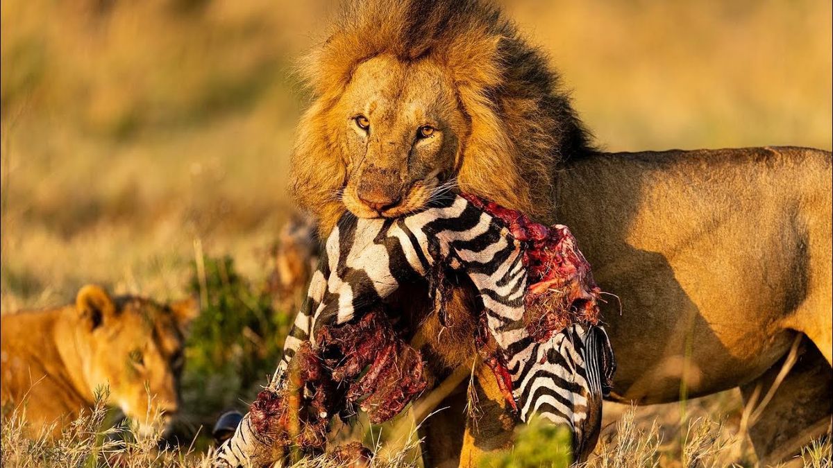 Lion feeding on the hunt in Mikumi National Park during 2-day safari from Dar es Salaam