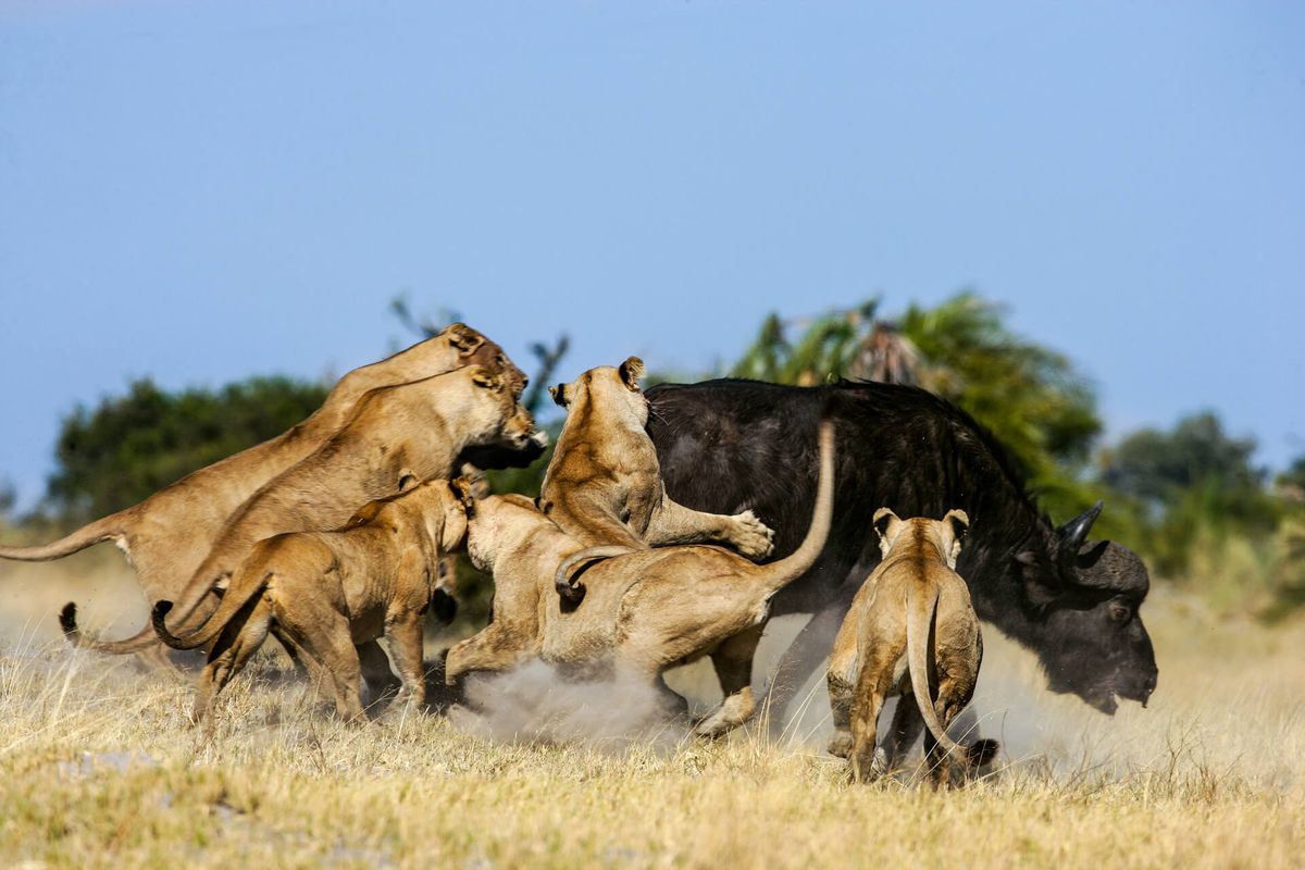 Lions attacking wildebeests in Serengeti National Park