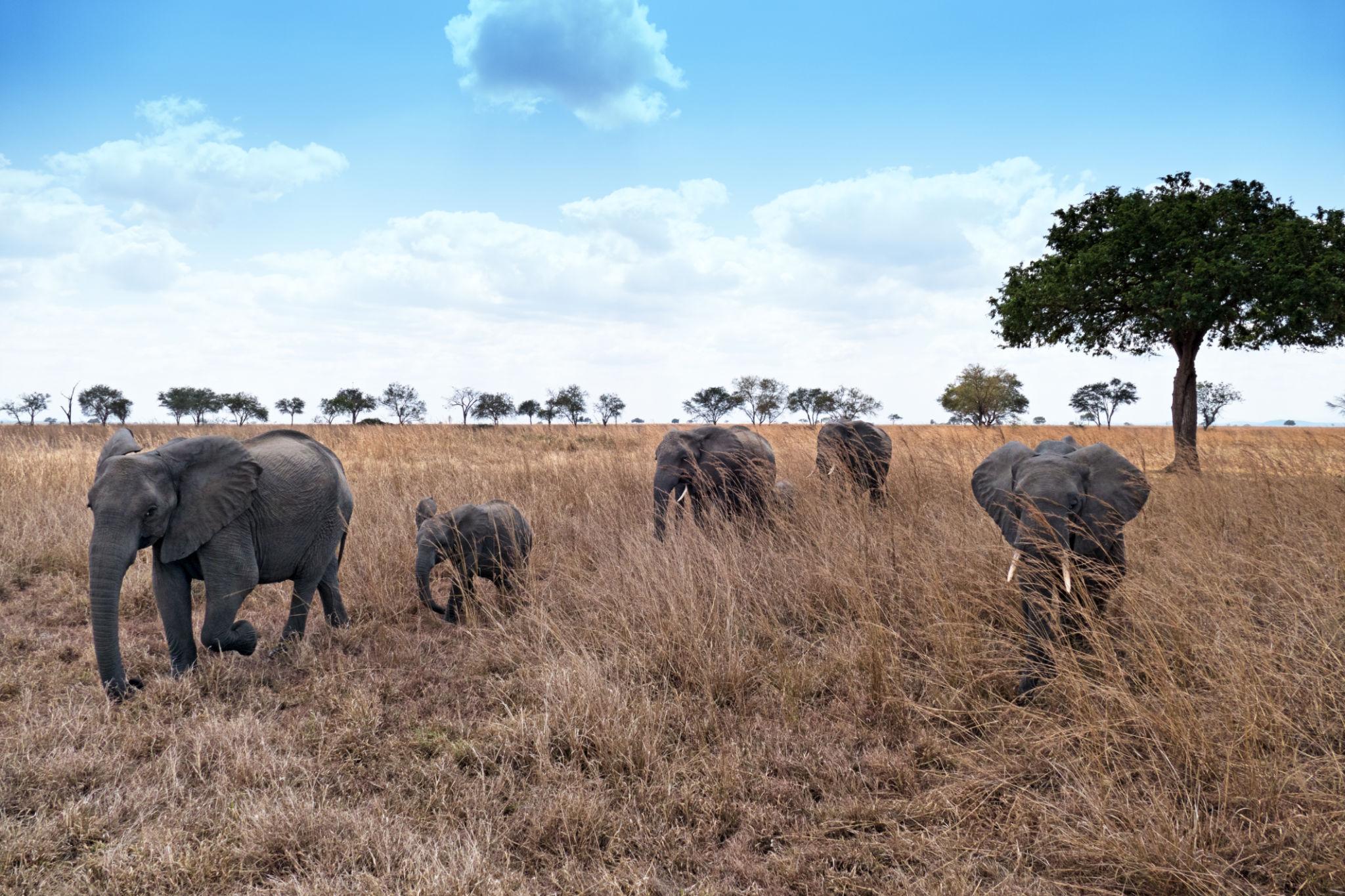 Elephants in Tanzania safari AFCON 2027