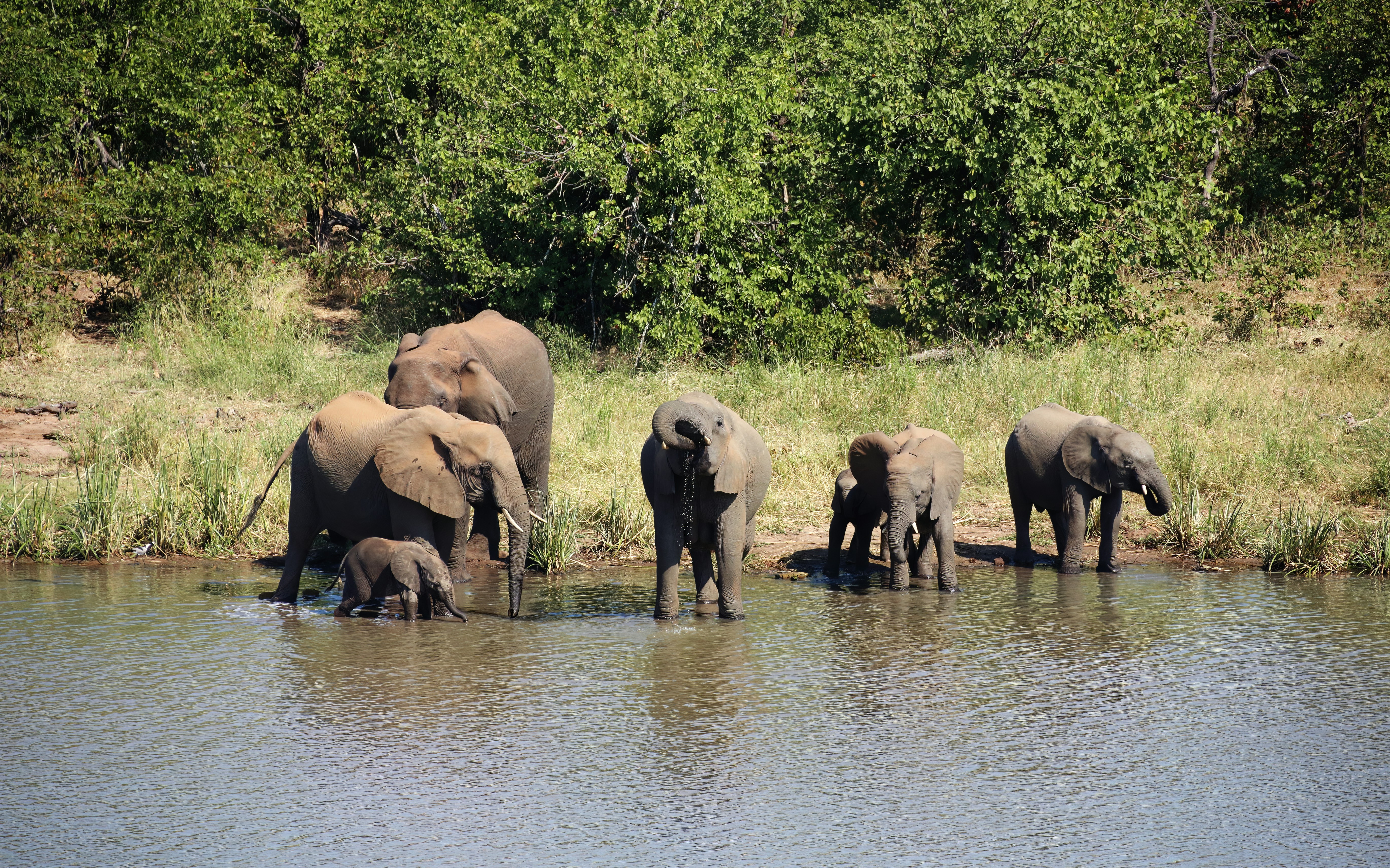Elephants at the Watering Hole