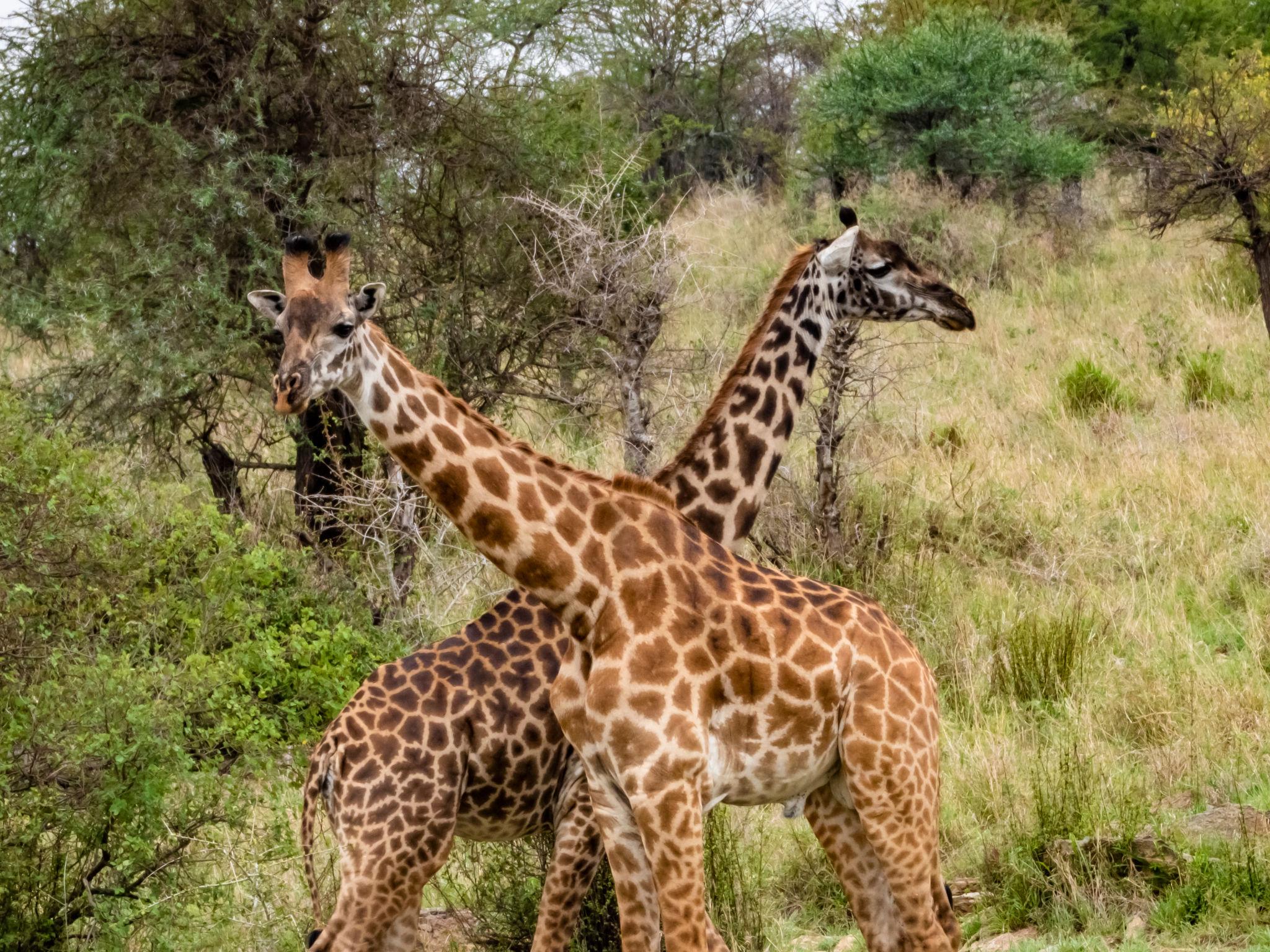 Tanzania safari experience during AFCON 2027 