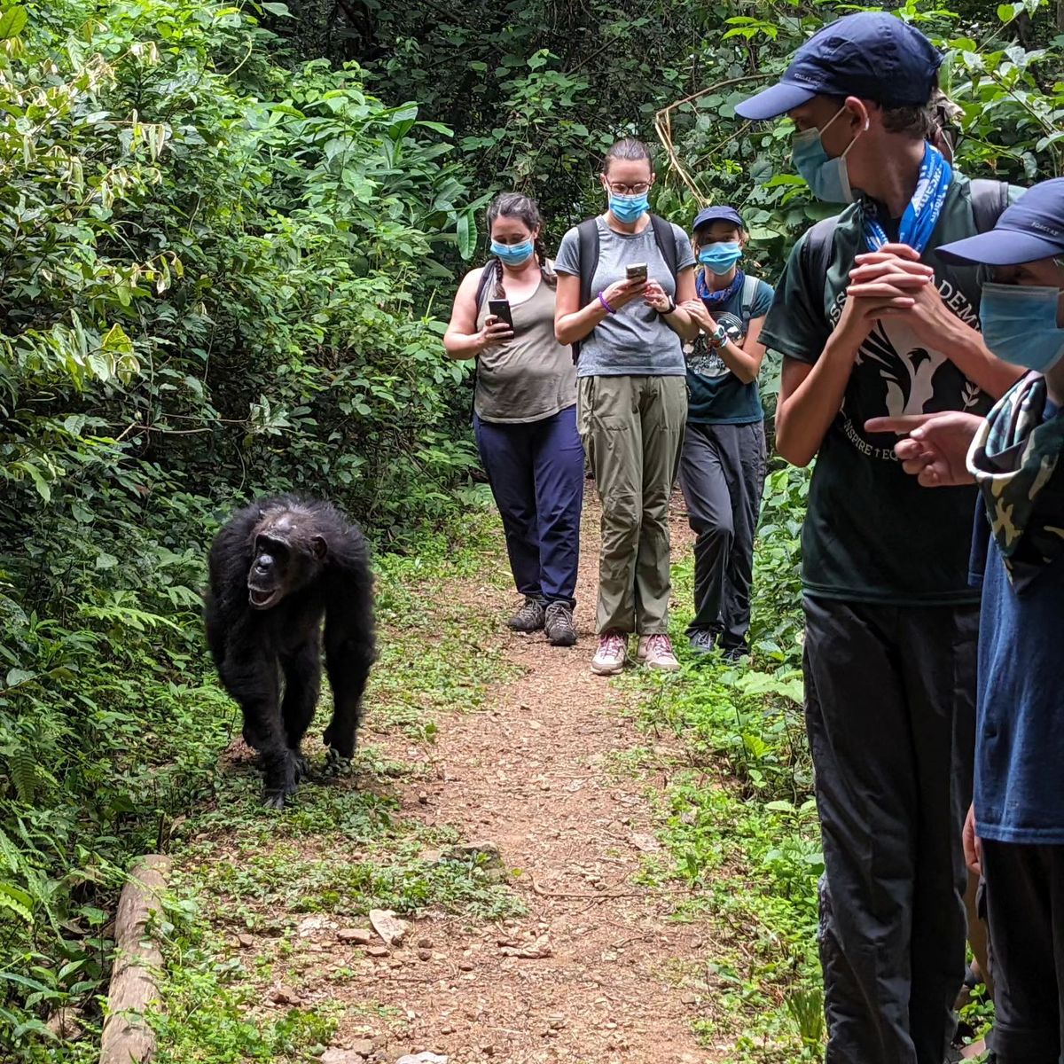 Best Chimpanzees Tracking Safari In Tanzania