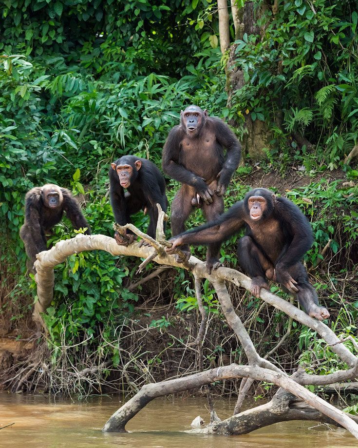 Best Gombe National Park Safari