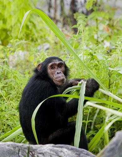Gombe National Park Safari from Dar es Salaam