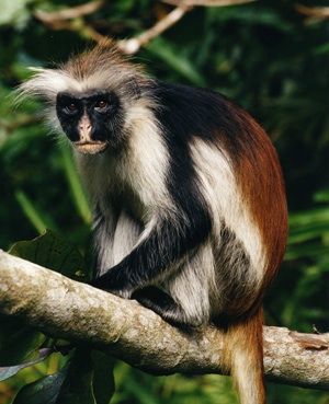 Chimpanzee Trekking Tanzania