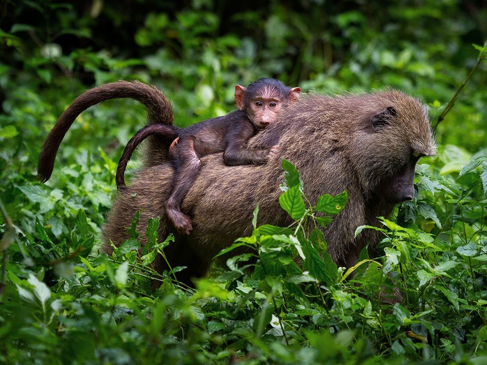 Olive baboon during 3 days Gombe National Park safari from Dar es salaam