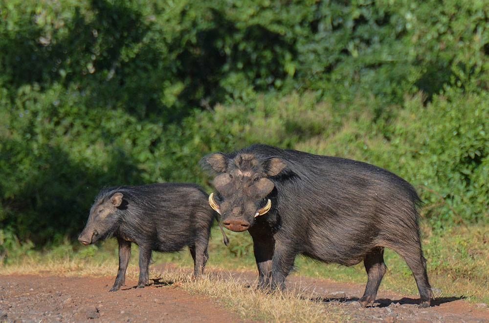 Bush pigs At Gombe National Park