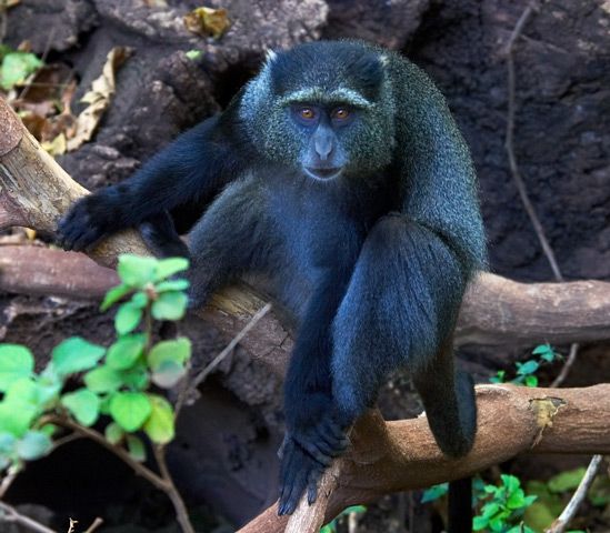 3-Day Gombe National Park Safari from Dar es Salaam
