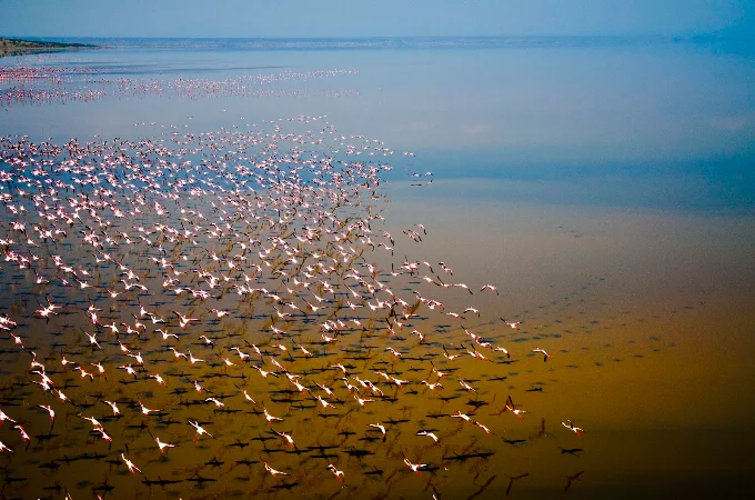 Lake Natron Birds Views