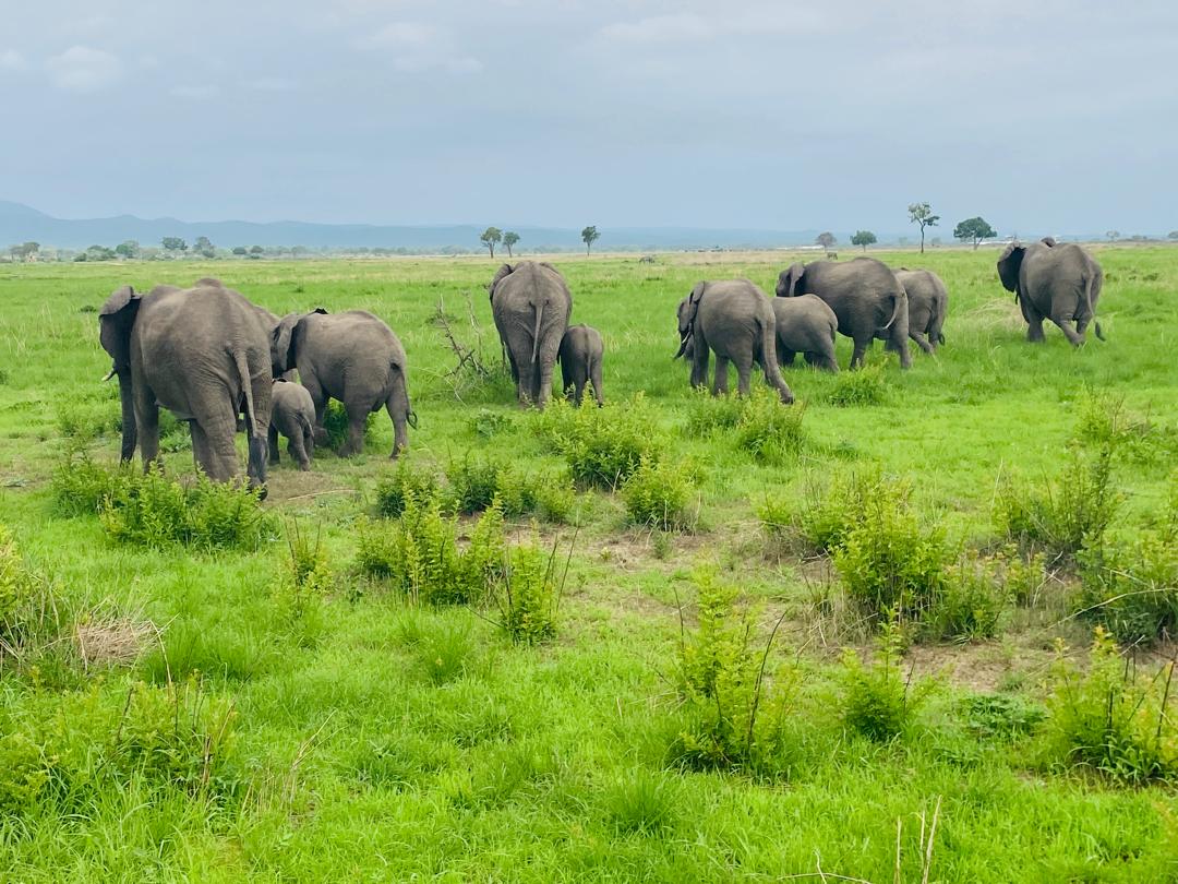 Elephants