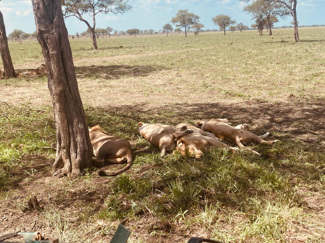 Lions sleeping during Mikumi safari