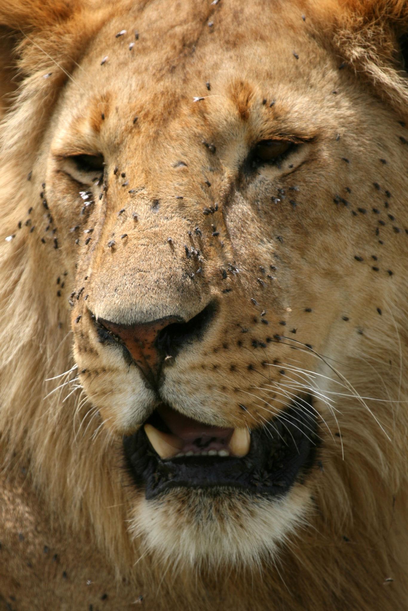 2 Day Mikumi Fly in Safari from Zanzibar wildlife experience during AFCON 2027 Tanzania safari