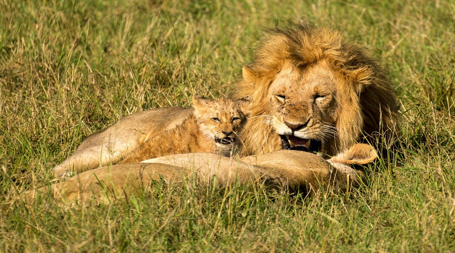 group of animals drinking water