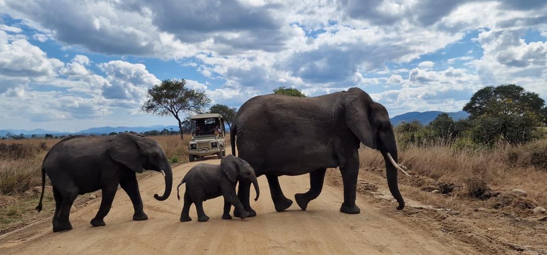 Elephant family crossing the road in front of a safari vehicle in Mikumi National Park