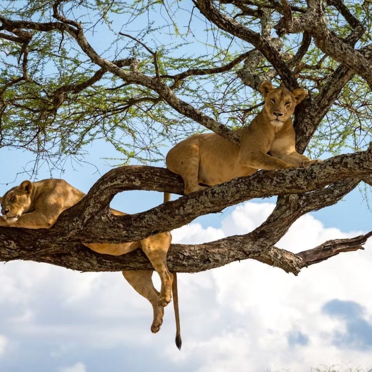 Tree-climbing lion in Lake Manyara