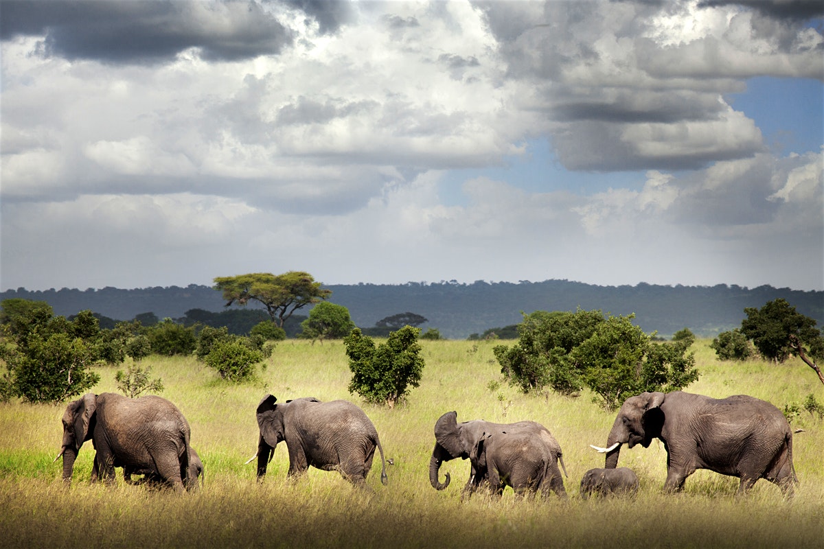 Elephants at Ruaha National Park