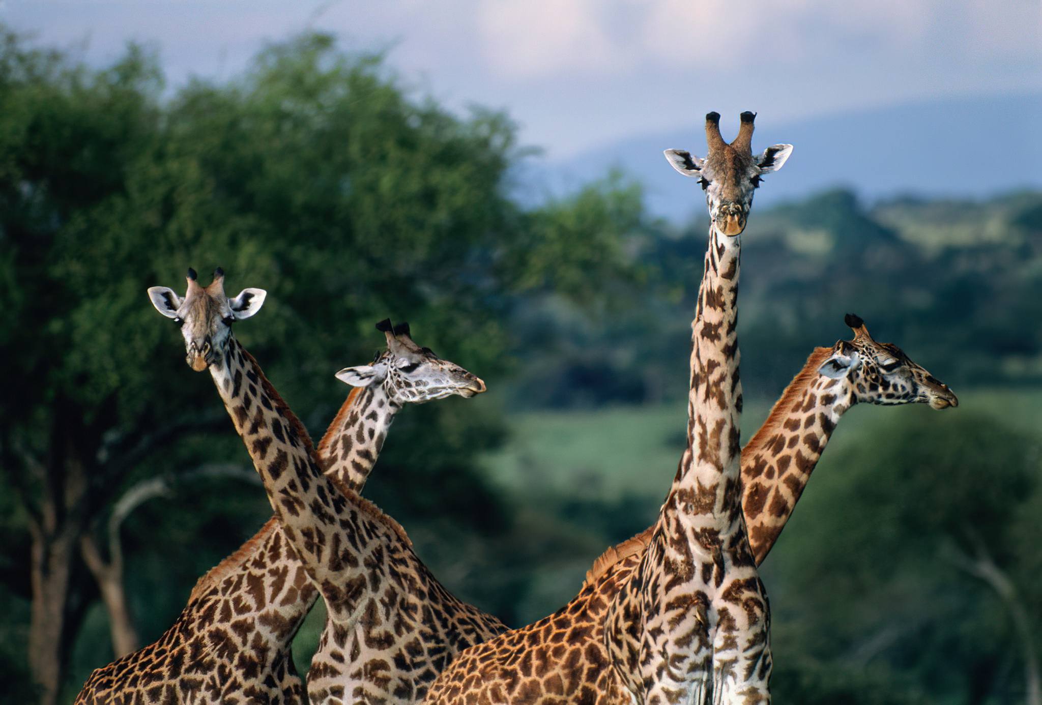 Giraffes in Tarangire National Park