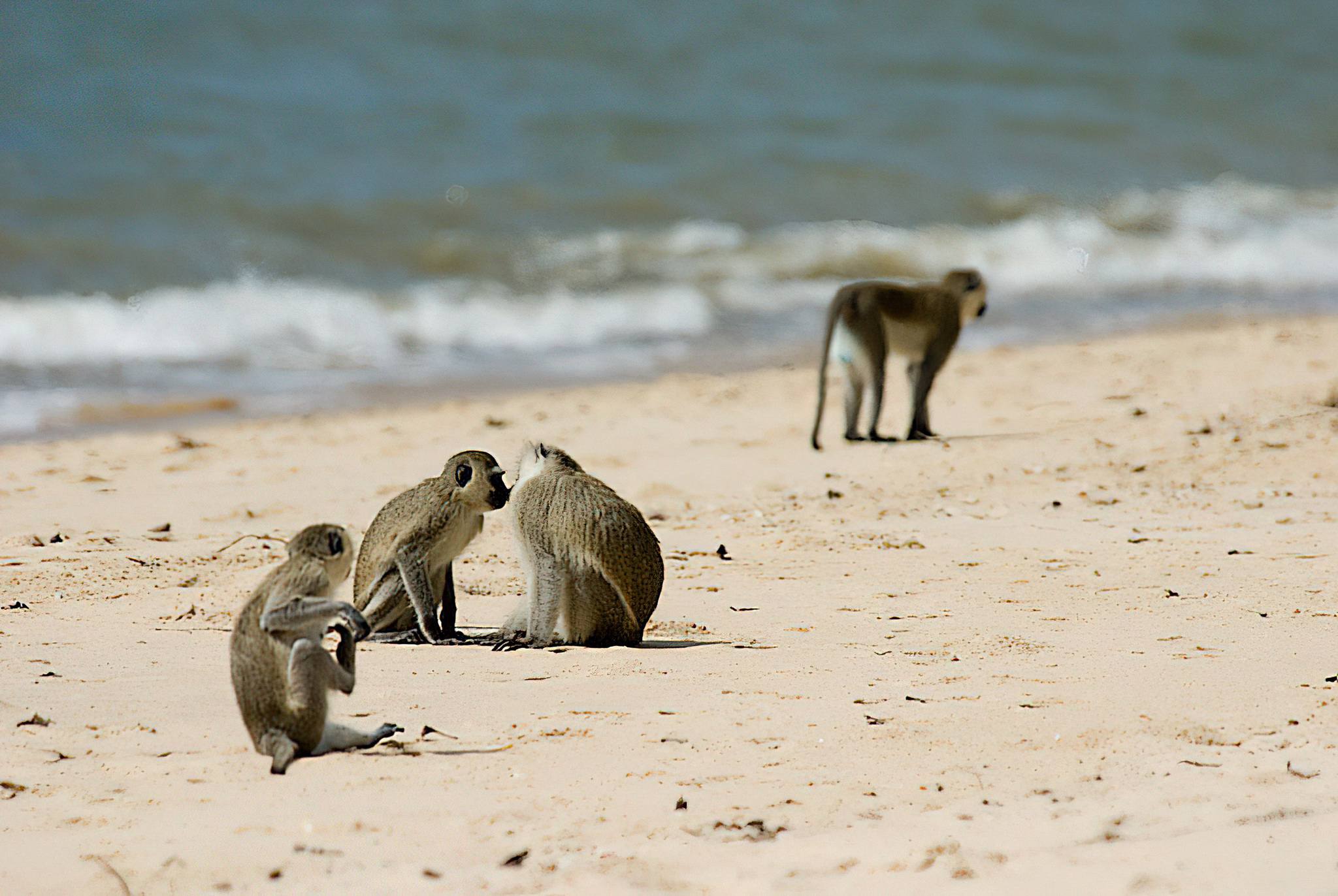 Saadani National Park beach safari Tanzania