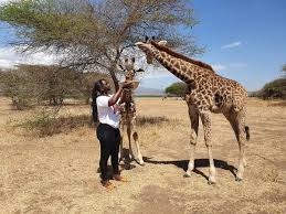 Tourists feeding giraffes during Serval Wildlife Sanctuary Day Trip from Moshi