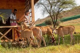 Interactive animals during Serval Wildlife Day trip safari