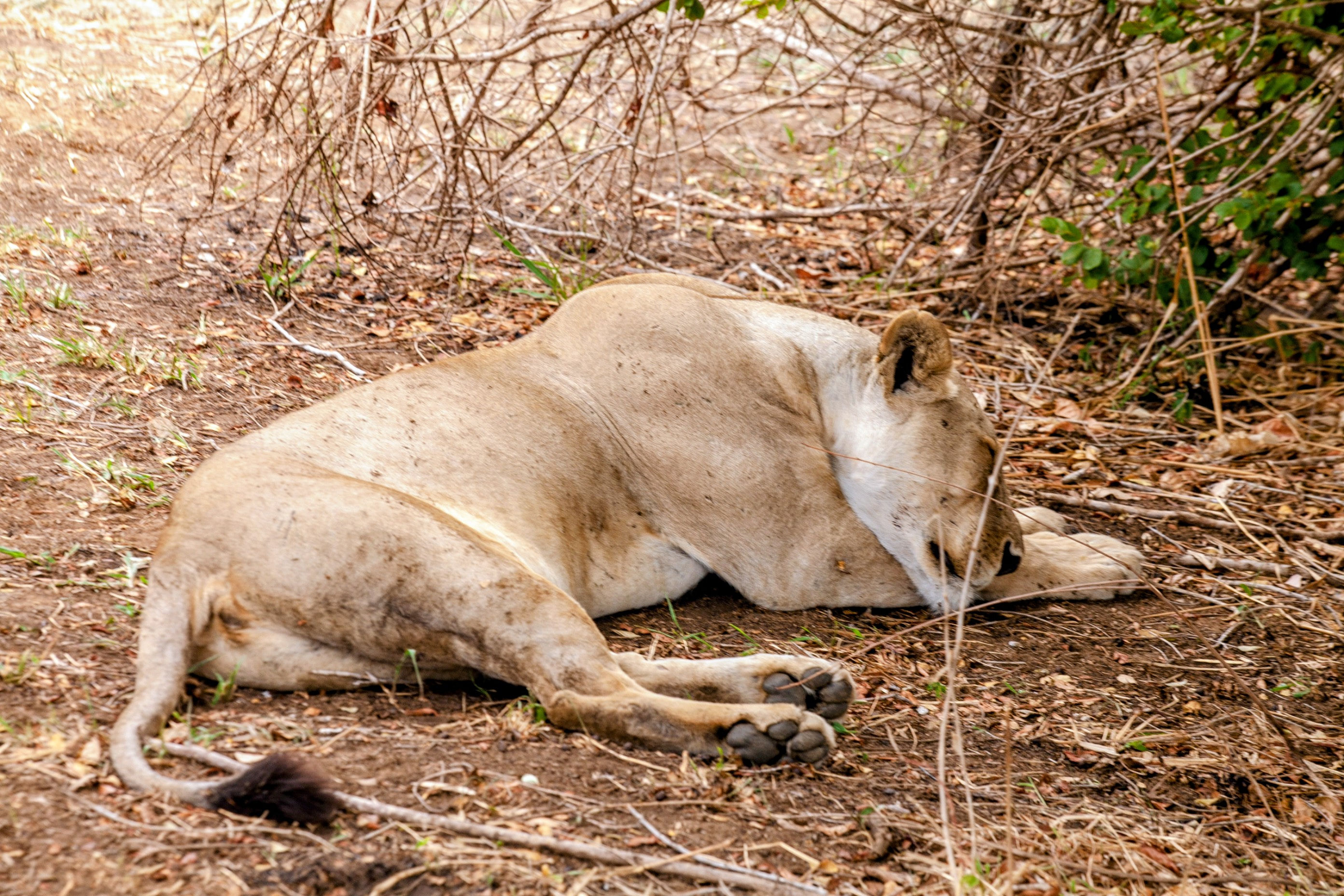 Lion sleeping