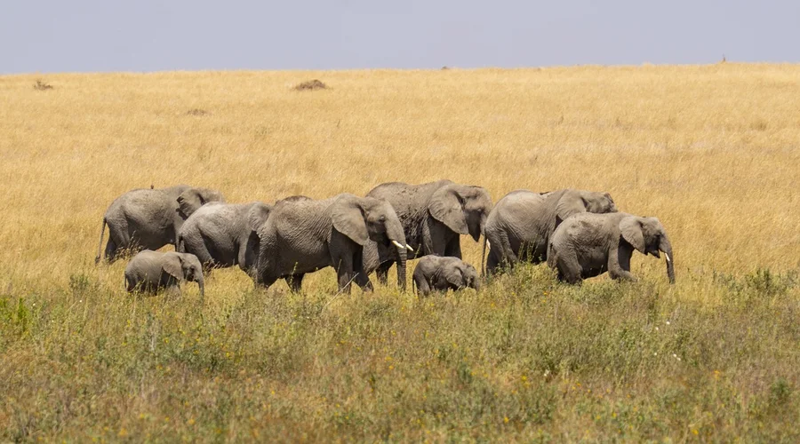 Tanzania safari packages with zanzibar paradise