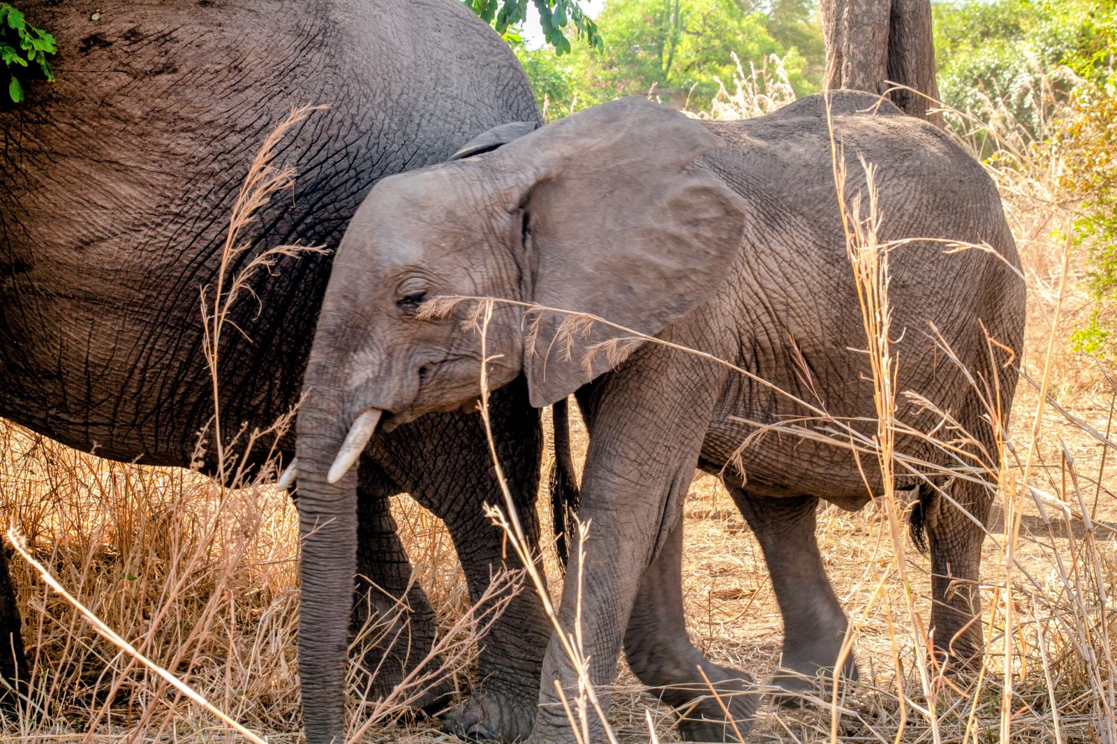 Elephant Family At Mikumi National Park