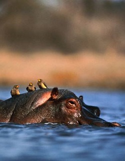 Hippos and wildlife at Mkata Floodplain on Mikumi safari from Dar es Salaam
