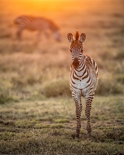 Zebra at Safari