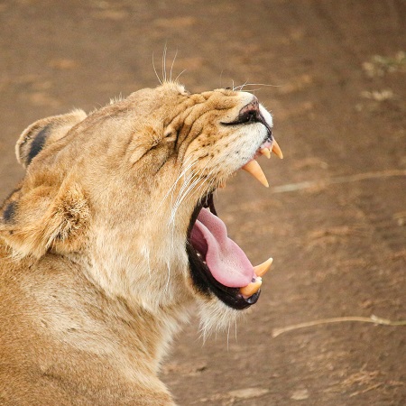 The Best 8-Day Tanzania Safari Itinerary