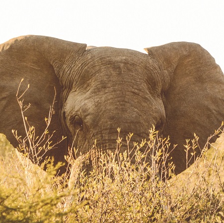 An Elephant at Mikumi Landscapes during 3 day mikumi fly in tour from Zanzibar
