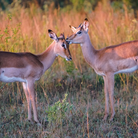 Wildlife on November