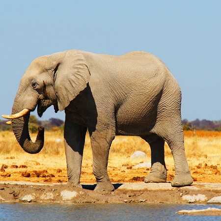Elephants near water in Nyerere National Park, reached from Dar es Salaam