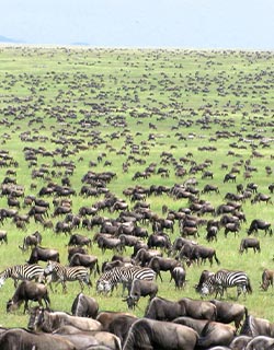 Wildebeests