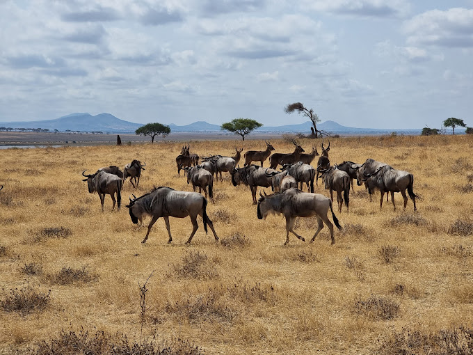 Wildebeests roaming on the famous Mkata flood plain