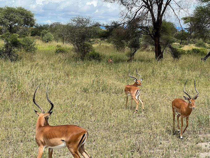 Sighting of  sable antelopes during Mikumi Safari