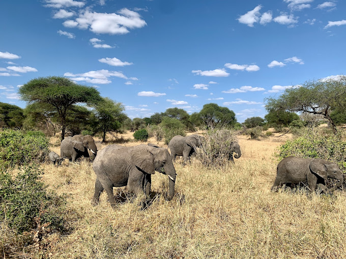 Safari Experience Near Dar