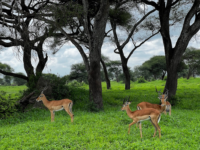 Impala spotted at Lake Manyara National Park