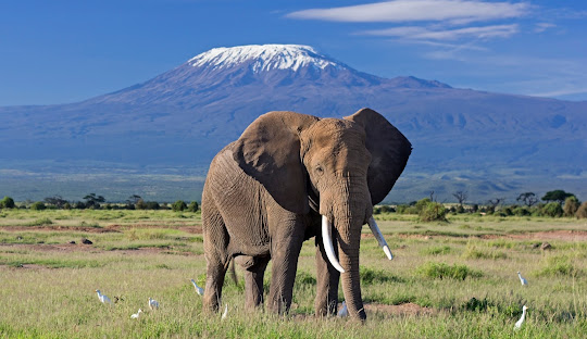 Elephants and Kilimanjaro view in Arusha National Park